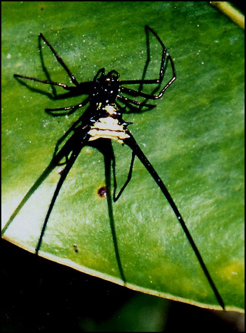 Micrathena cyanospina 2