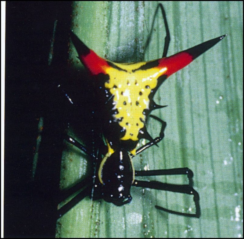 Micrathena index