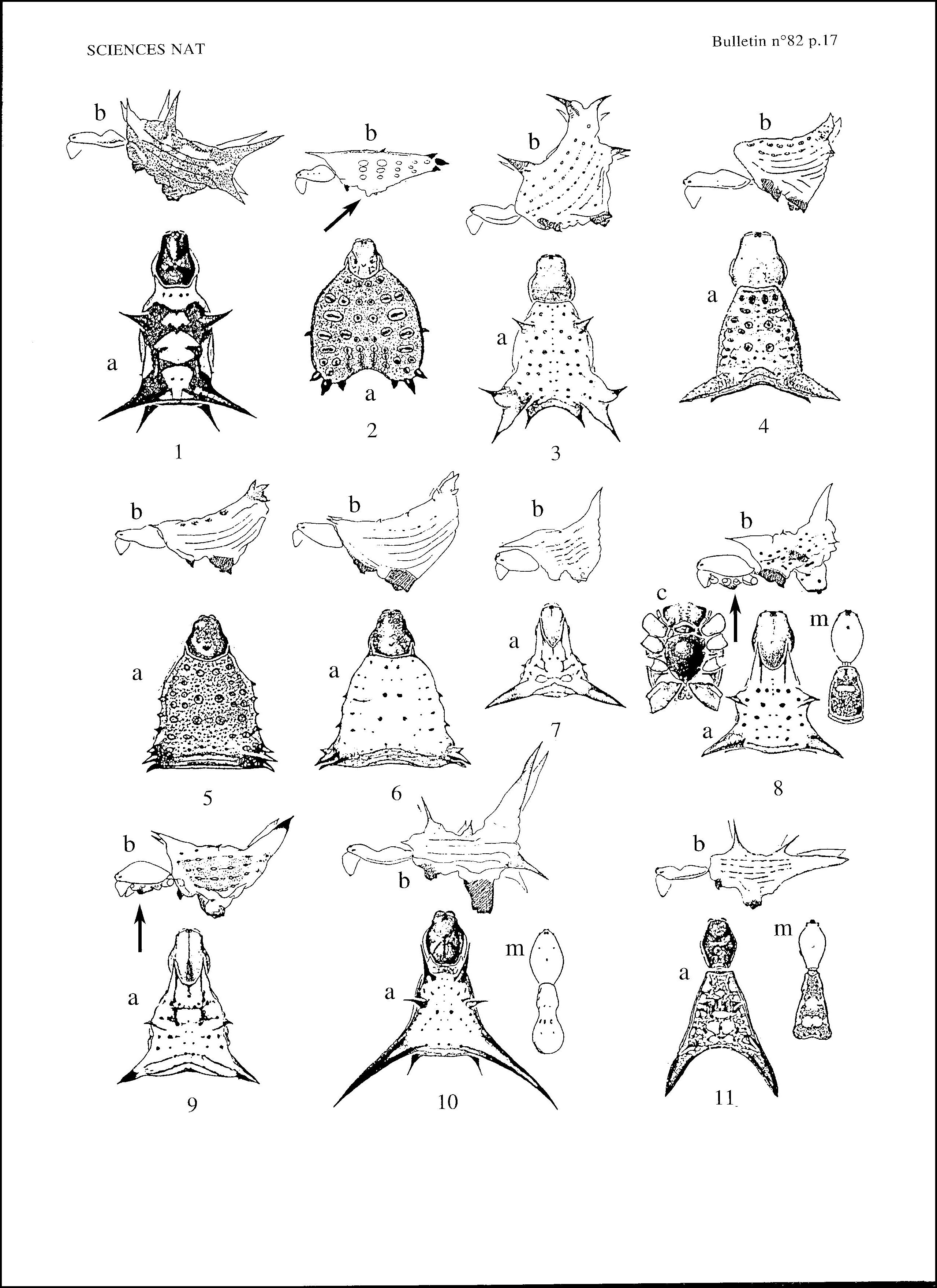 Micrathena planche