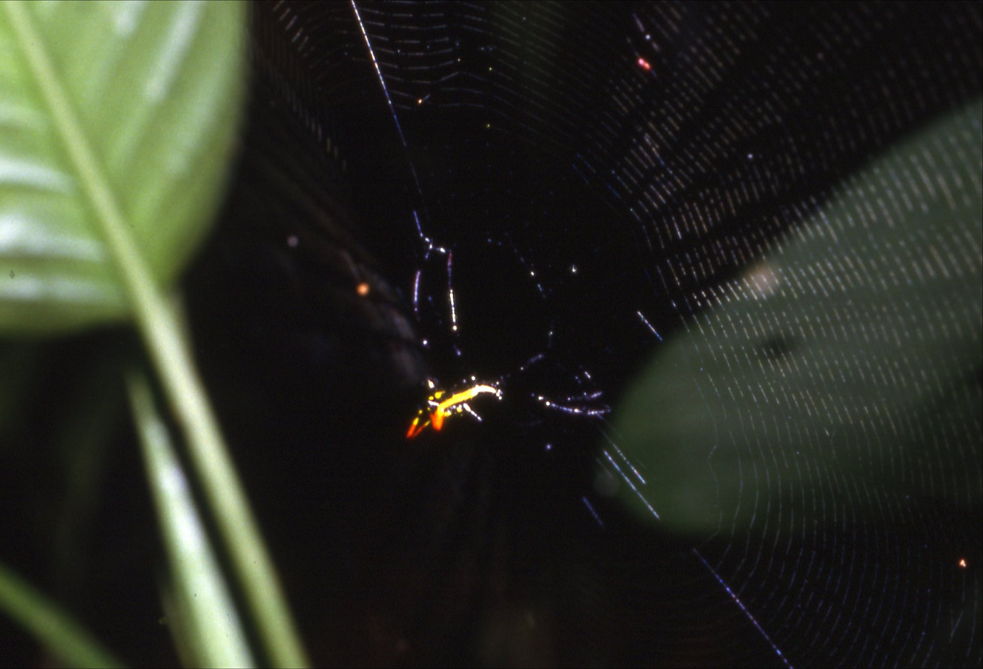 micrathena schreibersi 4