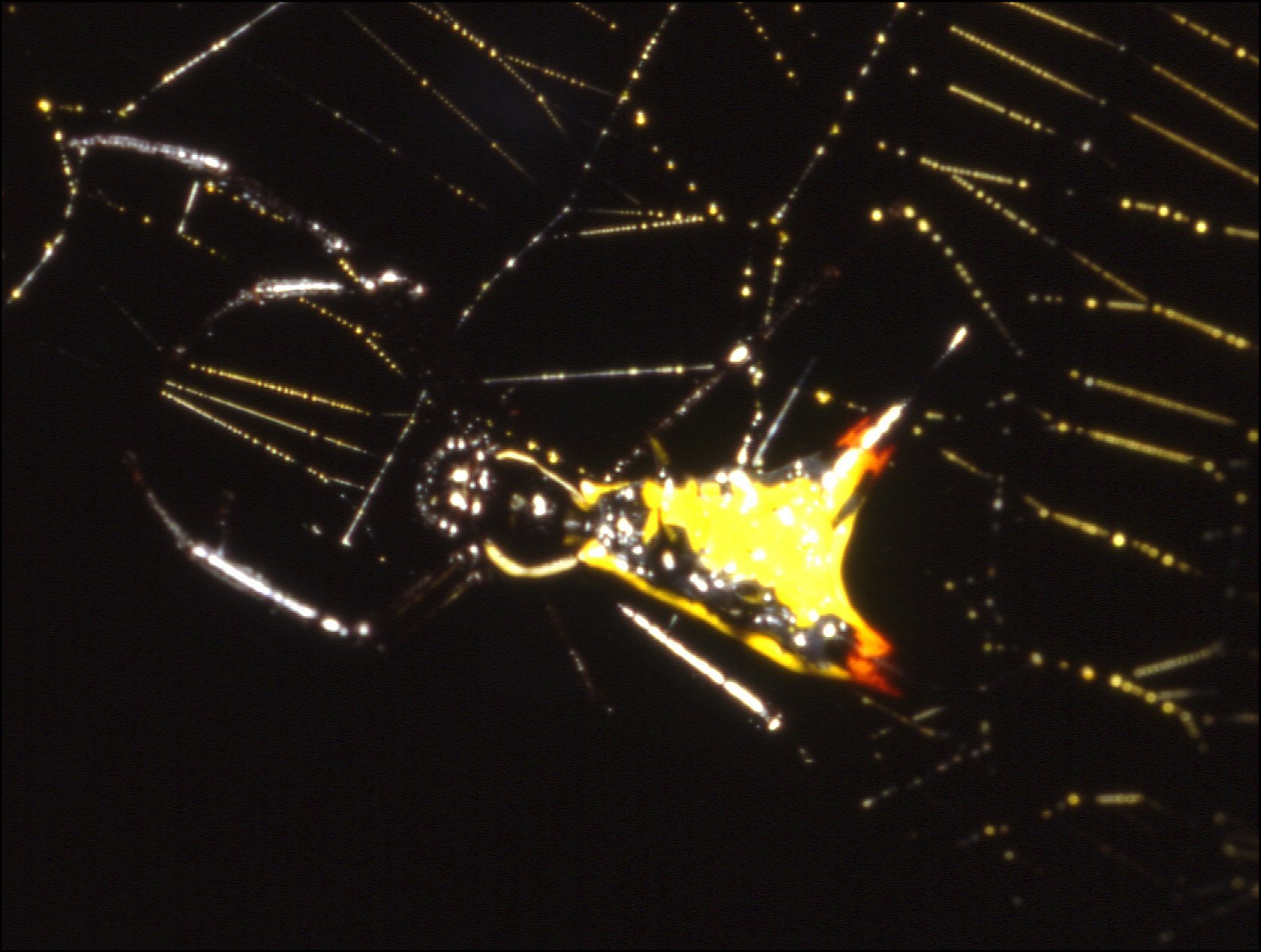 Micrathena schreibersi A