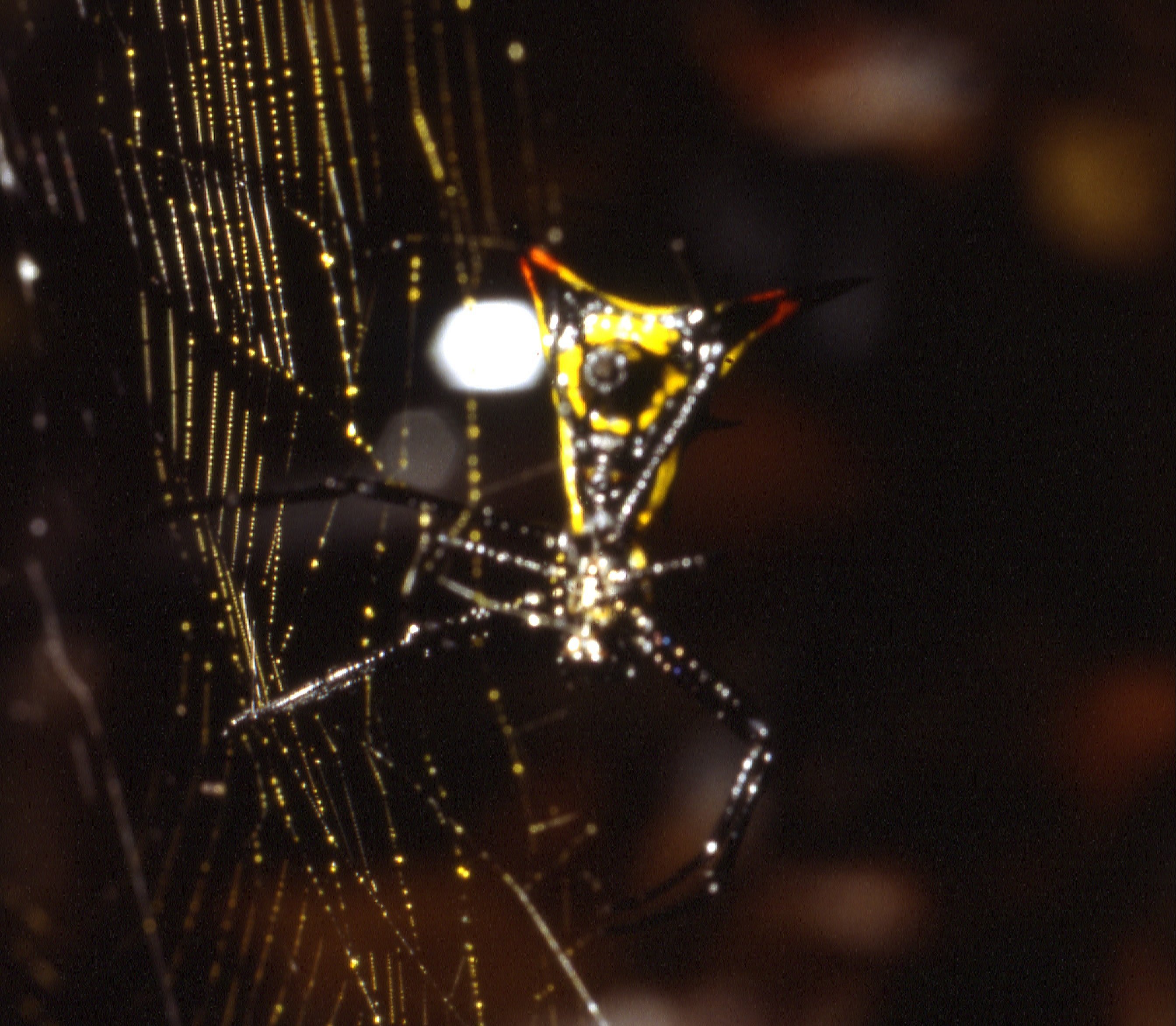 Micrathena schreibersi B