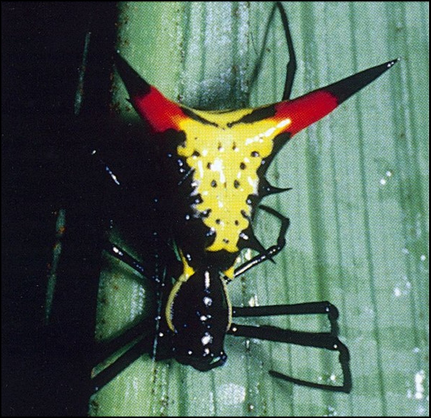 Micrathena schreibersi entrée