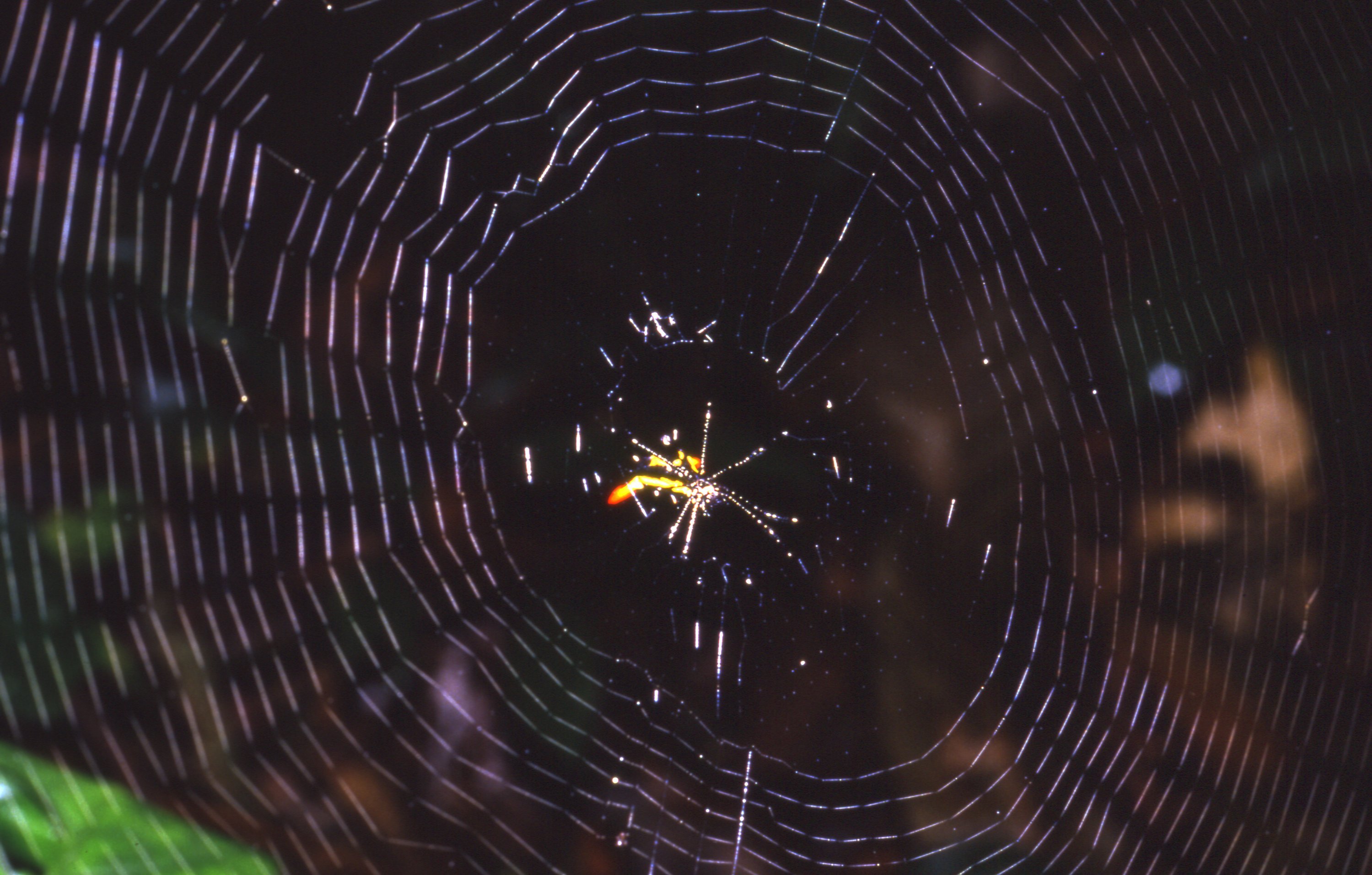 Micrathena schreibersi 2