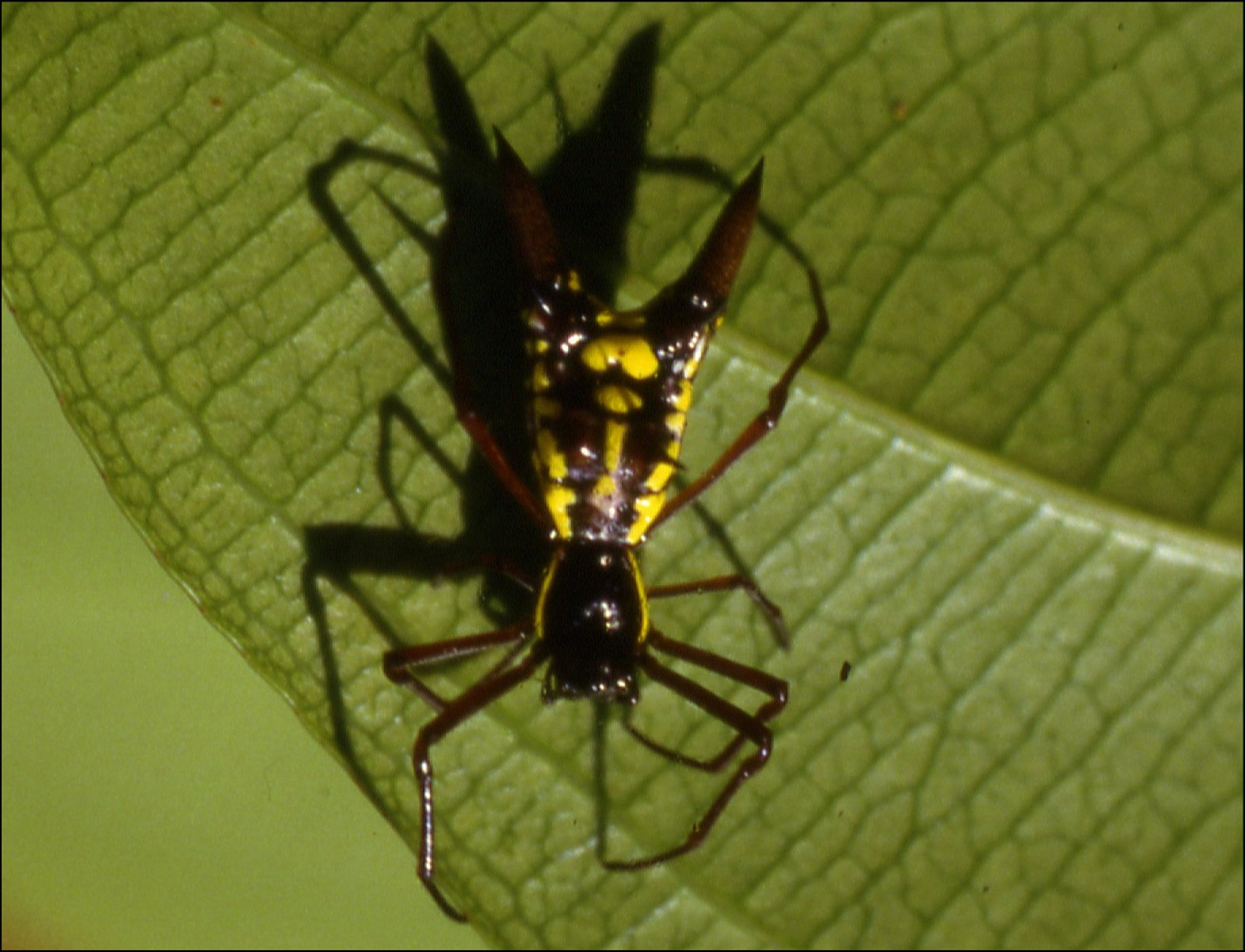 Micrathena sexspinosa 2
