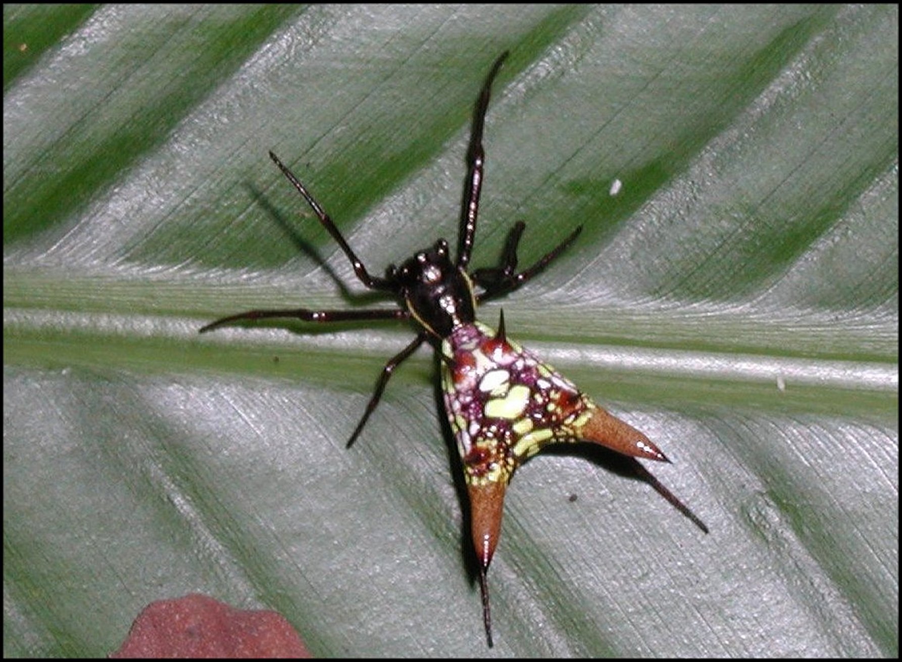 Micrathena sexspinosa 3