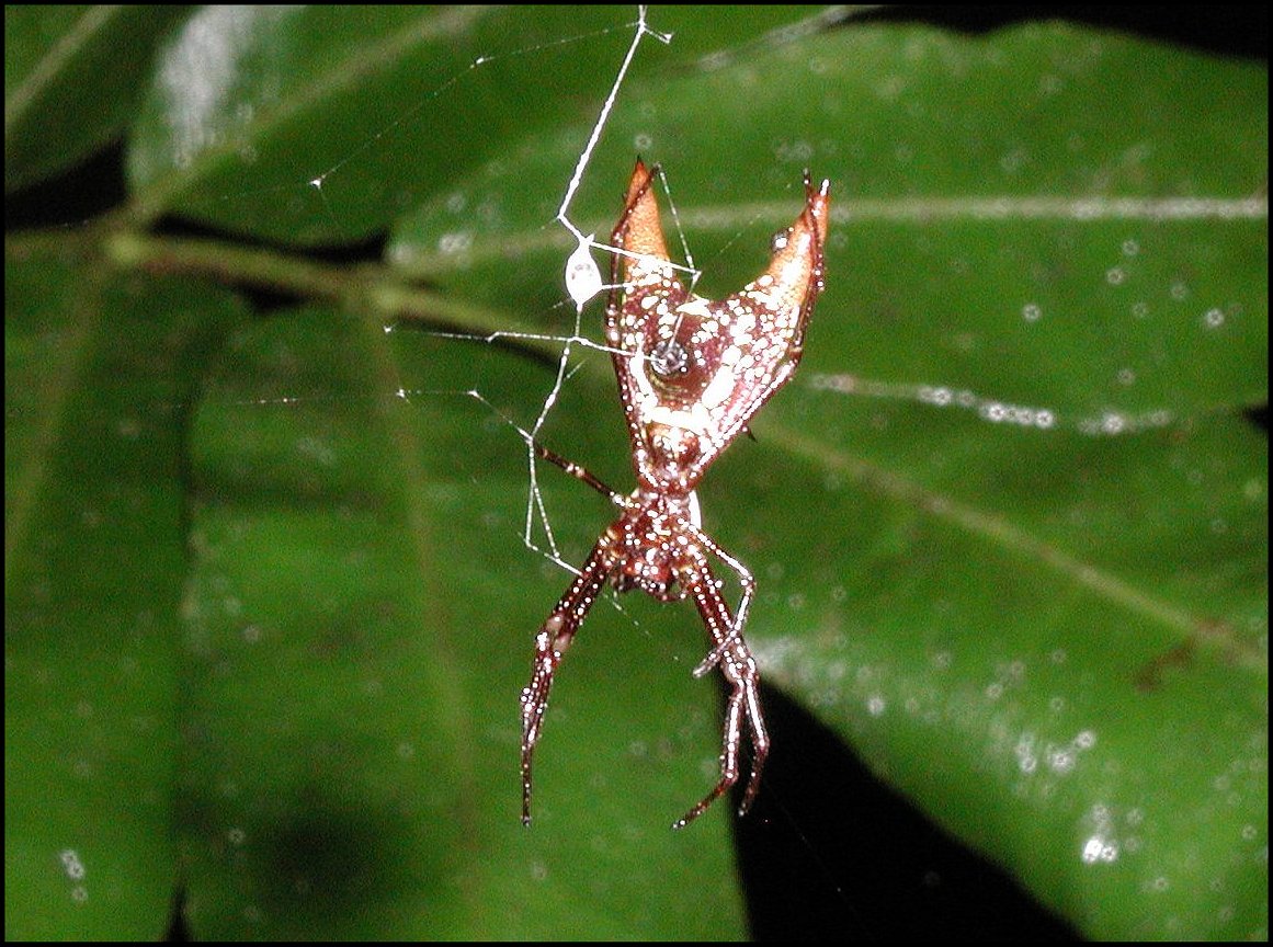 Micrathena sexspinosa 4