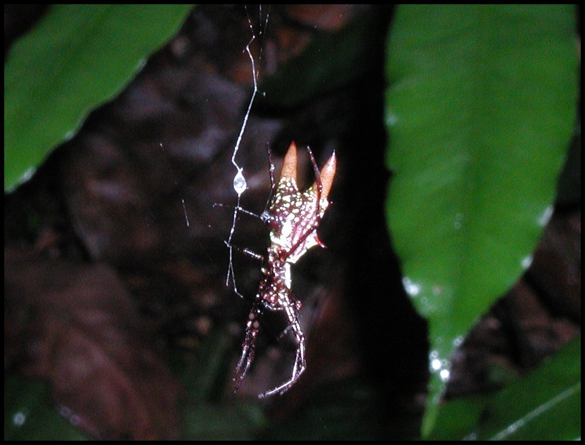 Micrathena sexspinosa 5