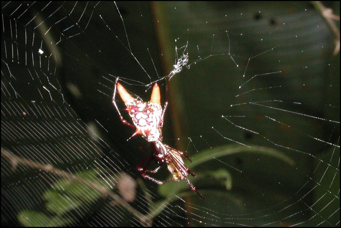 Micratena sexspinosa 6