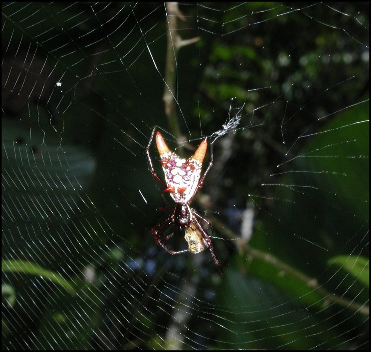 Micrathena sexspinosa et toile 1