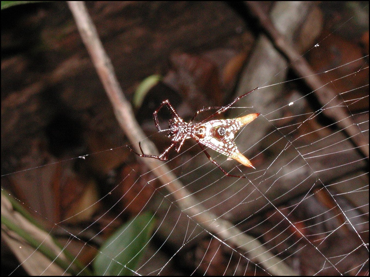 Micrathena sexspinosa et toile 2