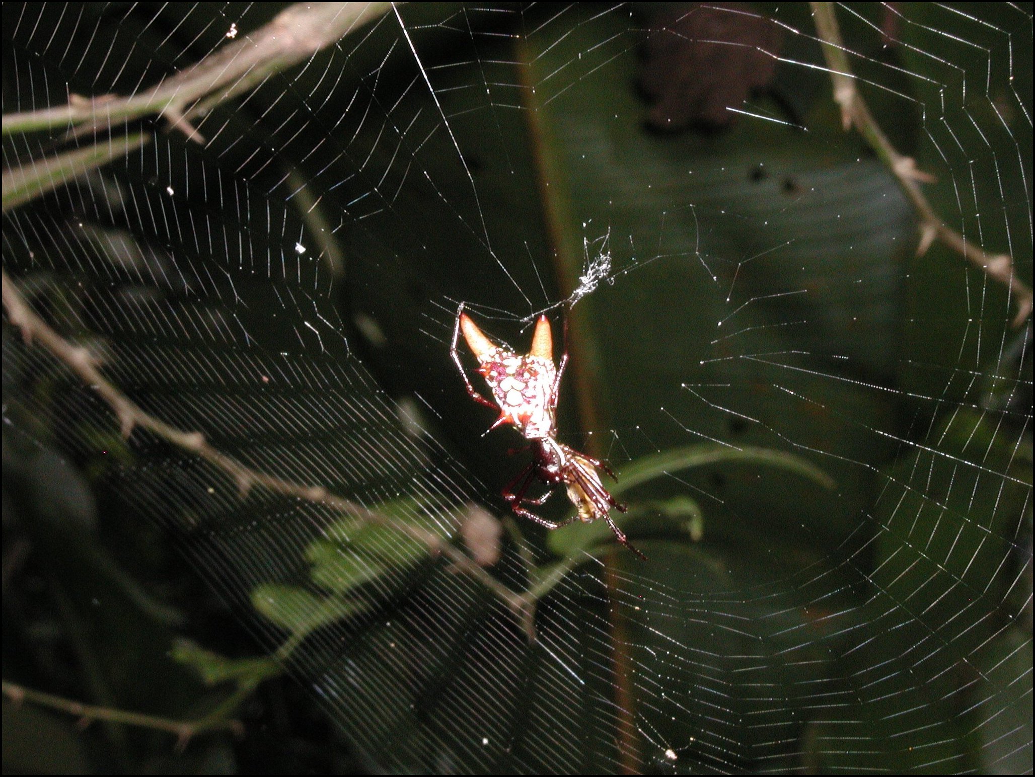 Micrathena sexspinosa et toile 3