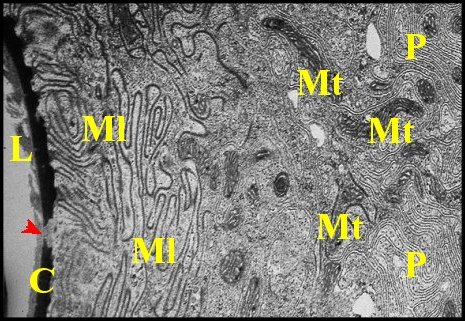 Microlamelles MT