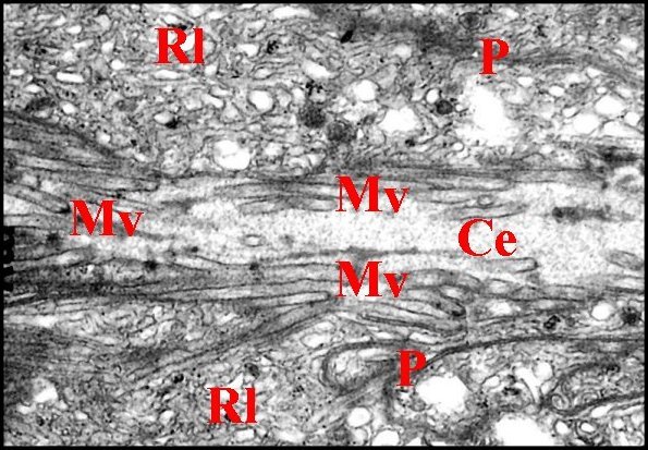 Microvilli apicales 1