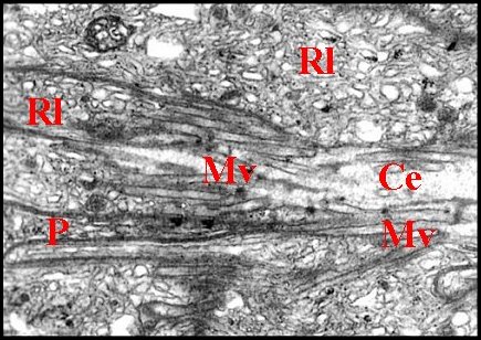 Microvilli apicales 2