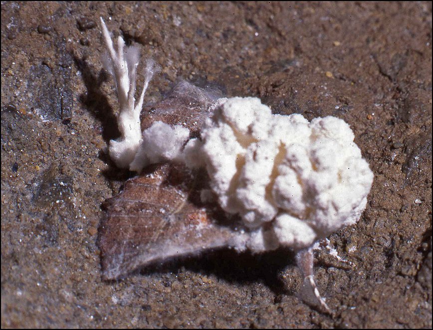 Moisi.Scoliopteryx 3
