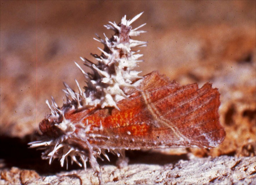 Moisi Scoliopteryx 5