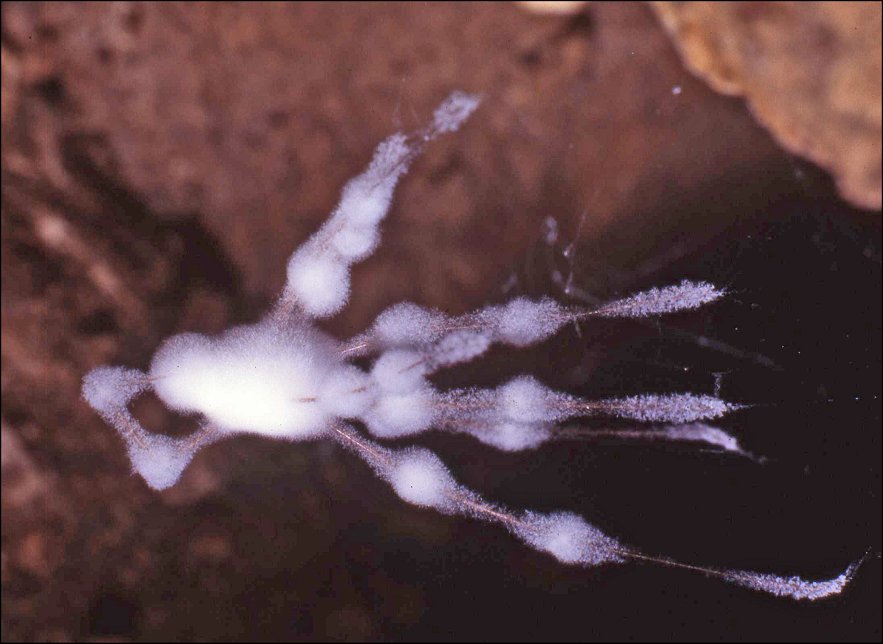 Moisi.araignée