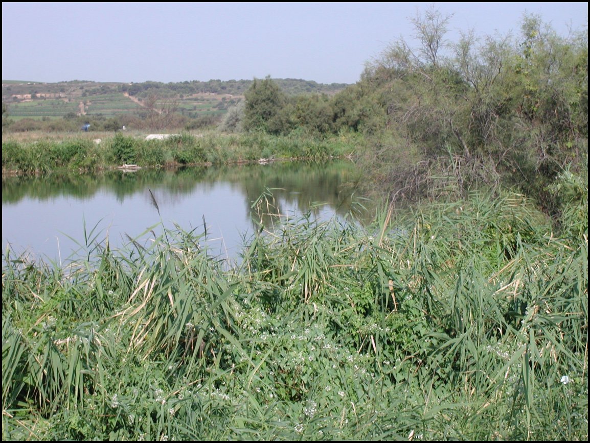 Monarque, biotope 1