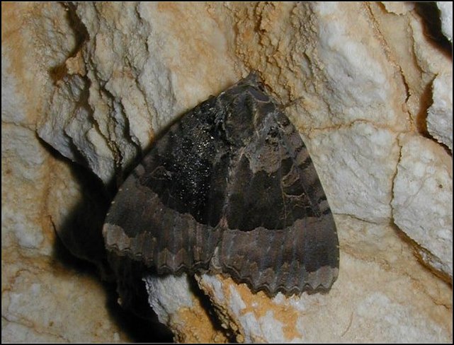 Mormo maura 1