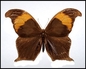 Morpho chorineus