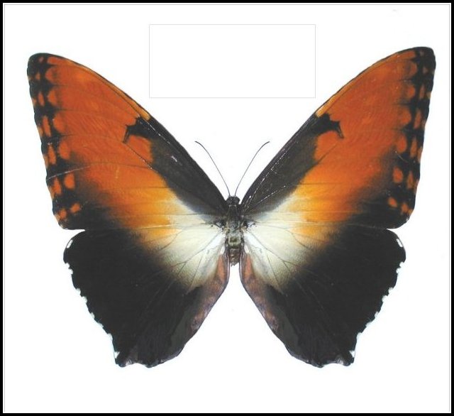 Morpho Hécuba