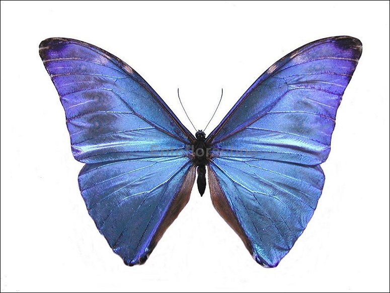 Morpho adonis 1