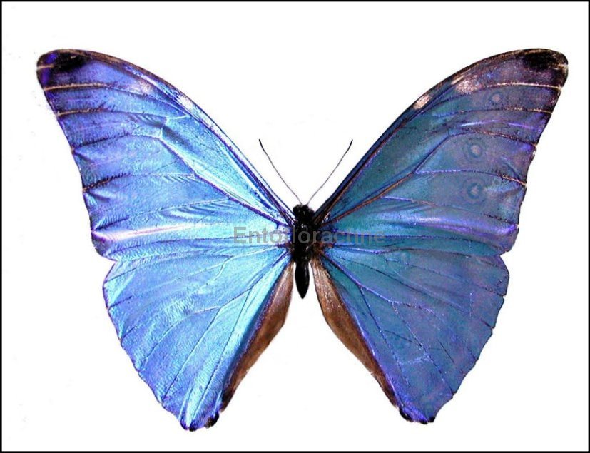 Morpho adonis 2