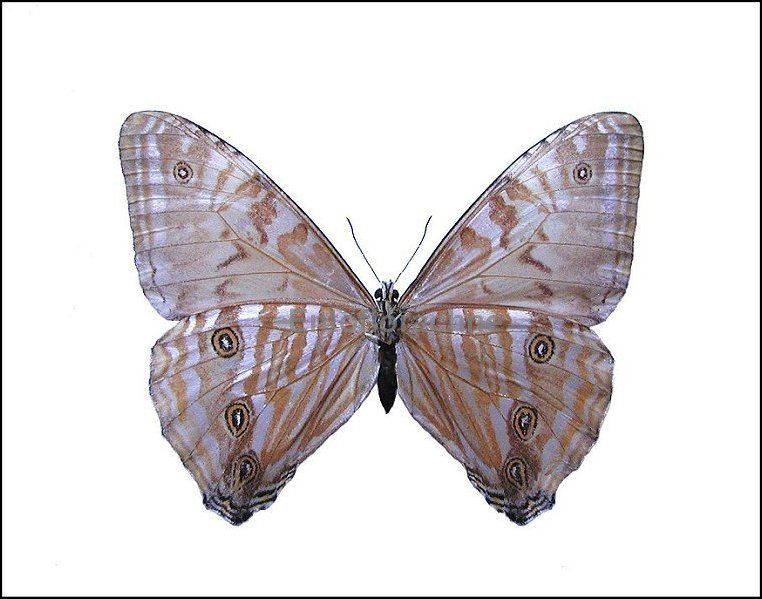 Morpho adonis 3