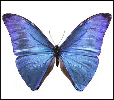 Morpho adonis