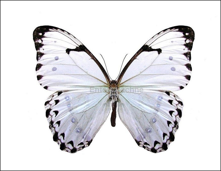 Morpho catenaria 1