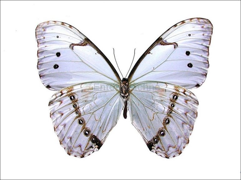 Morpho catenaria 2