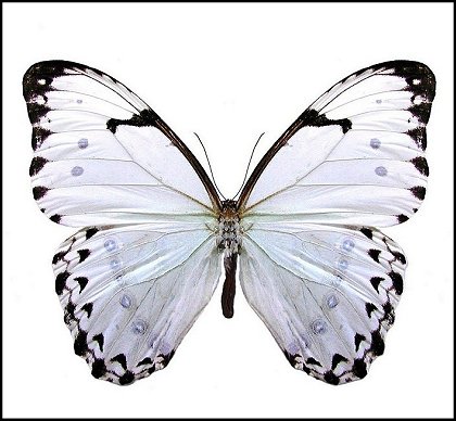 Morpho catenaria