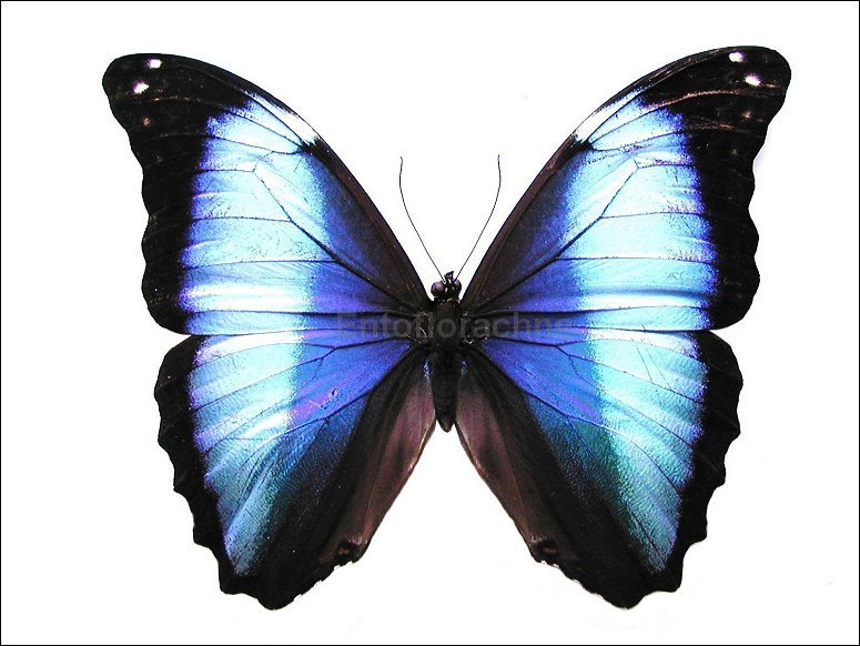 Morpho deidamia 1