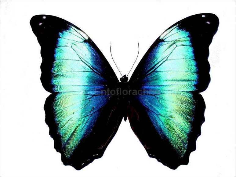 Morpho deidamia 2