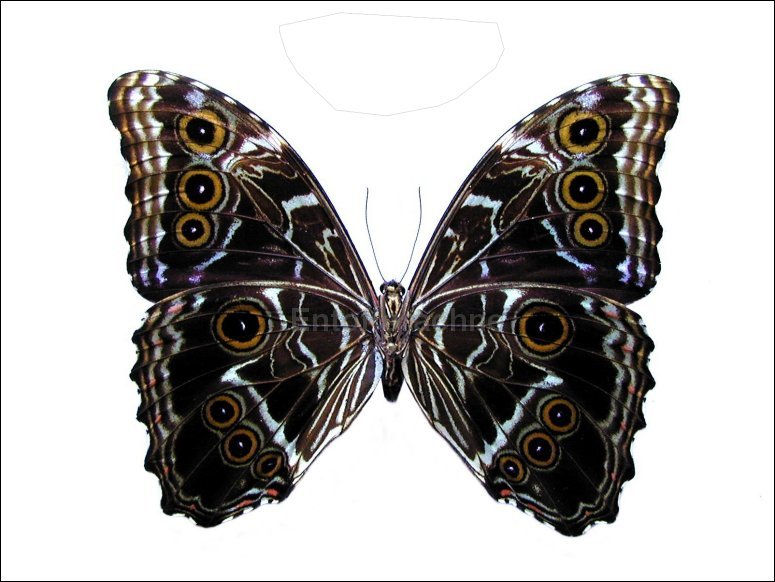 Morpho deidamia 3