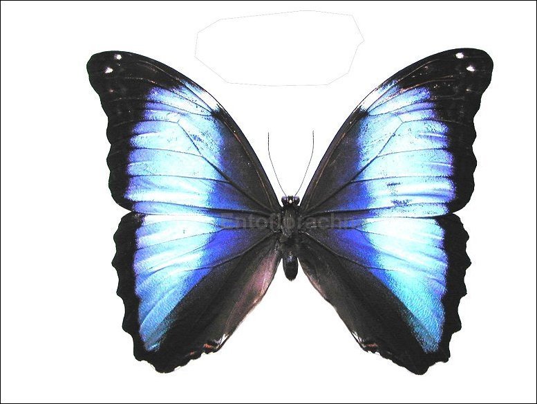 Morpho deidamia 4