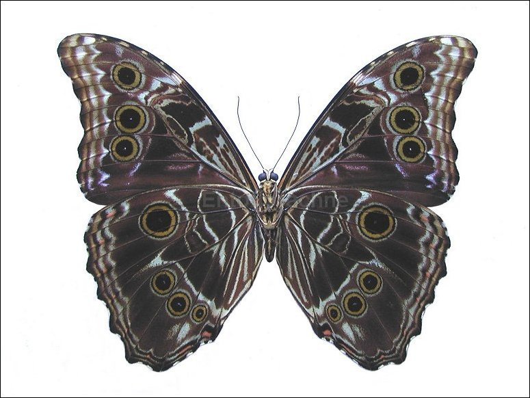 Morpho deidamia 5