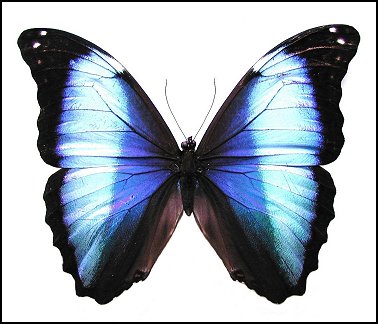 Morpho deidamia