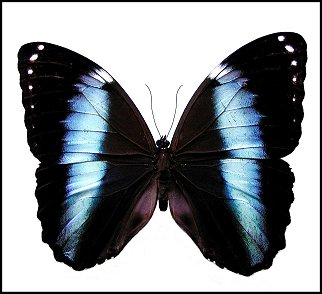 Morpho hélénor