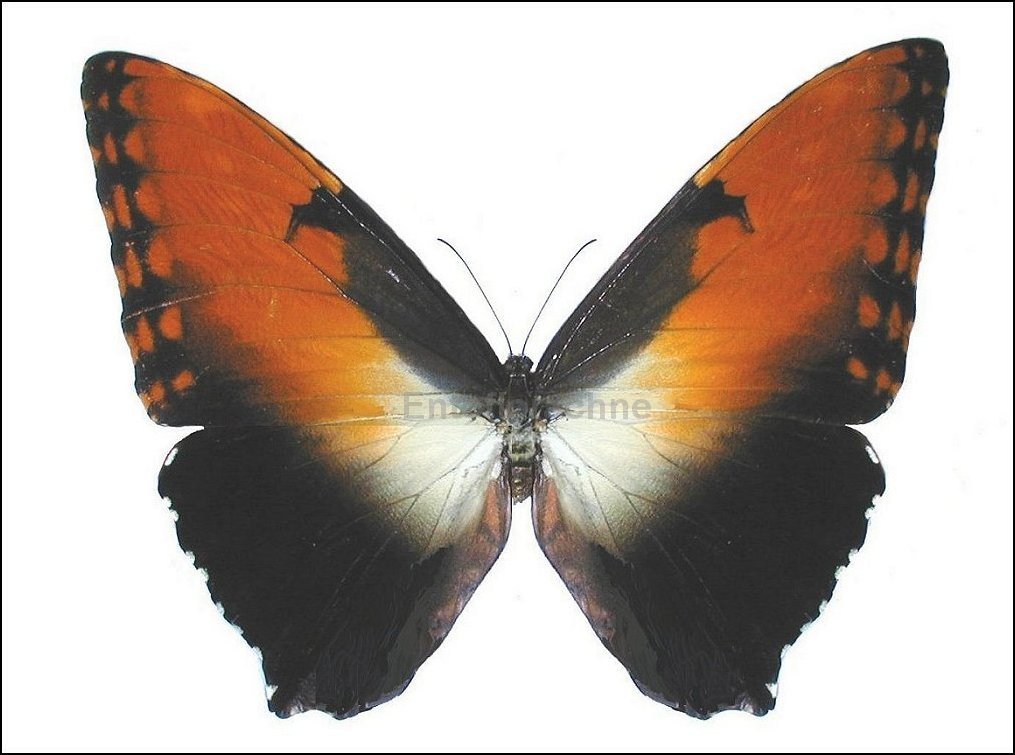 Morpho hecuba 1