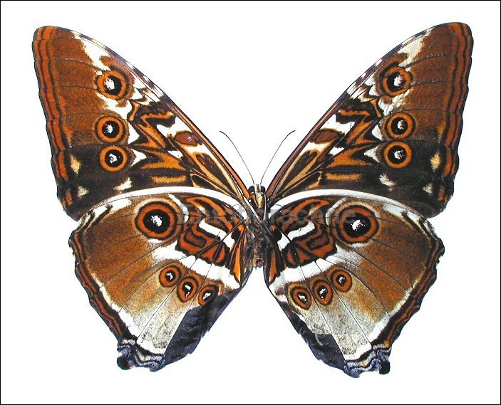 Morpho hecuba 2