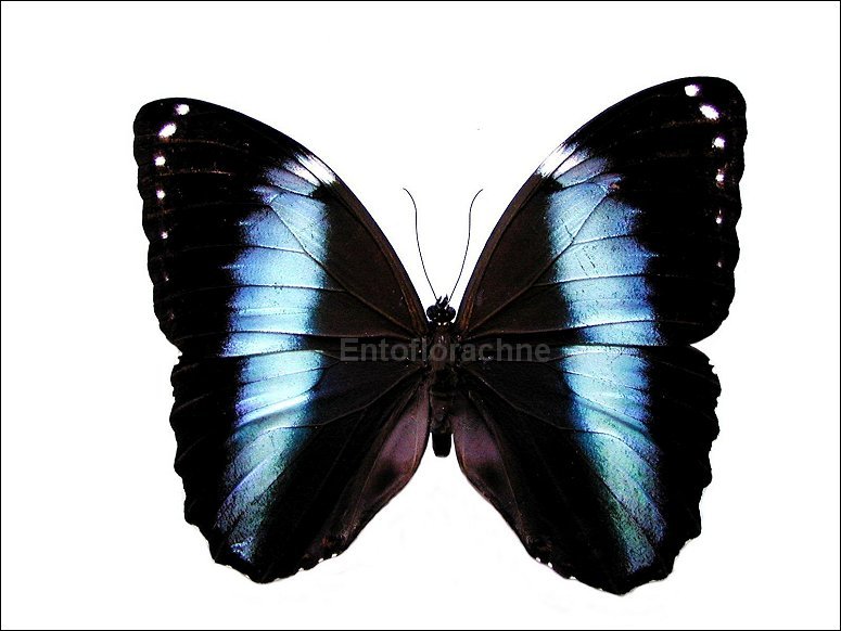 Morpho helenor 1