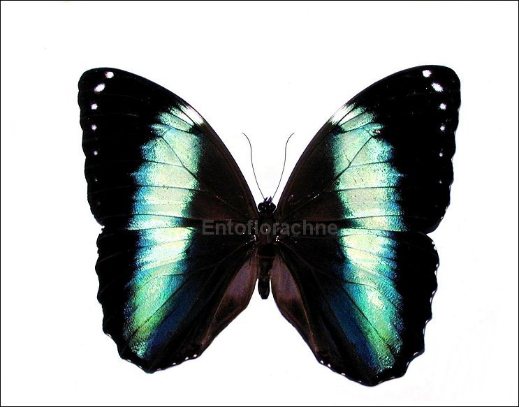 Morpho helenor 2