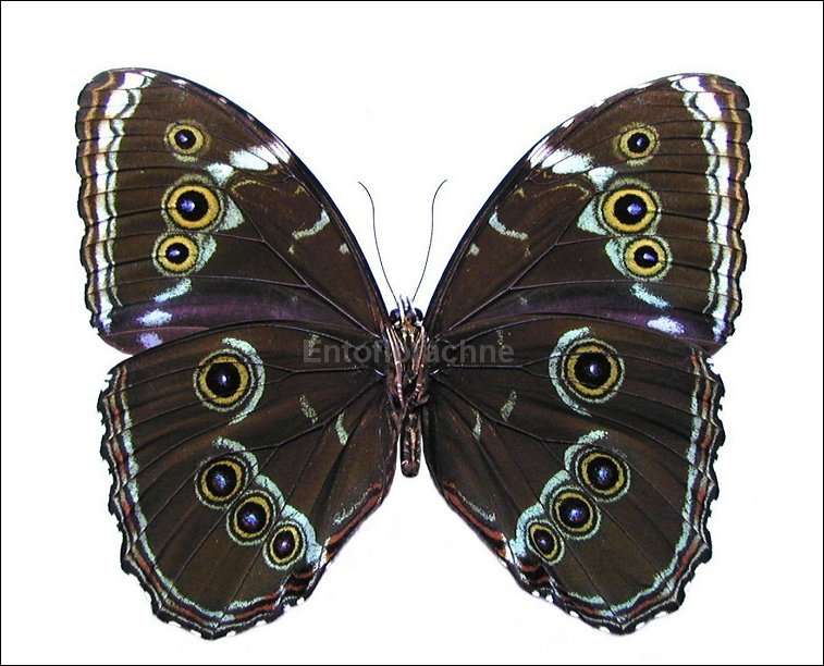 Morpho helenor 3