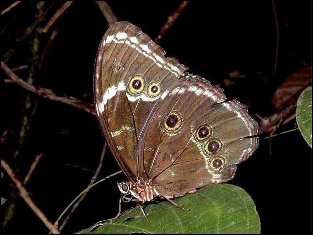 Morpho helenor 4