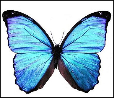 Morpho ménélas