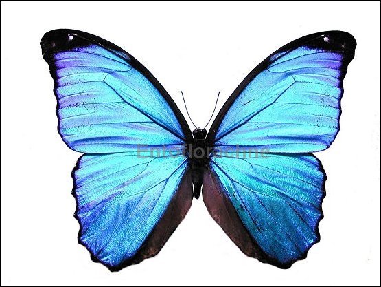 Morpho menelaus 1