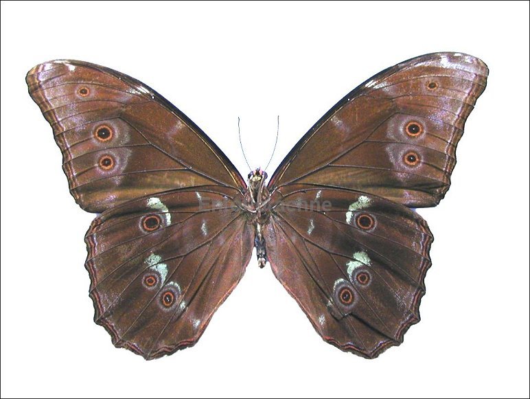 Morpho menelaus 2