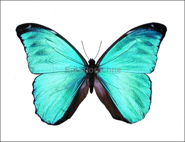 Morpho menelaus 3